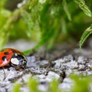 Photo Ladybugs on plants