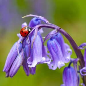 Photo Ladybugs on plants