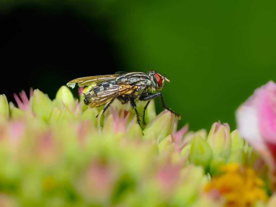 How Do Pests Seem to Possess an Uncanny Ability to Find Their Way into Our Homes? 1 abcdhe 108