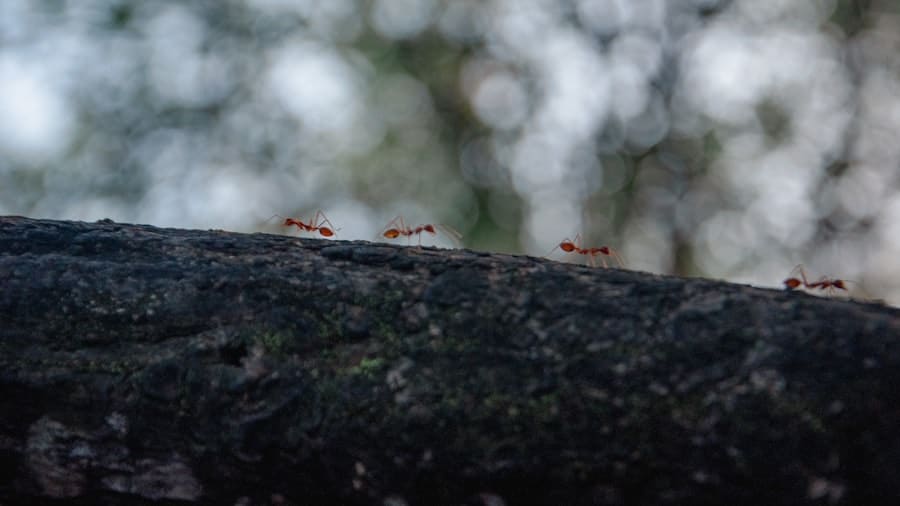Are There Any Fascinating Symbiotic Relationships Between Pests and Other Organisms? 1 abcdhe 125