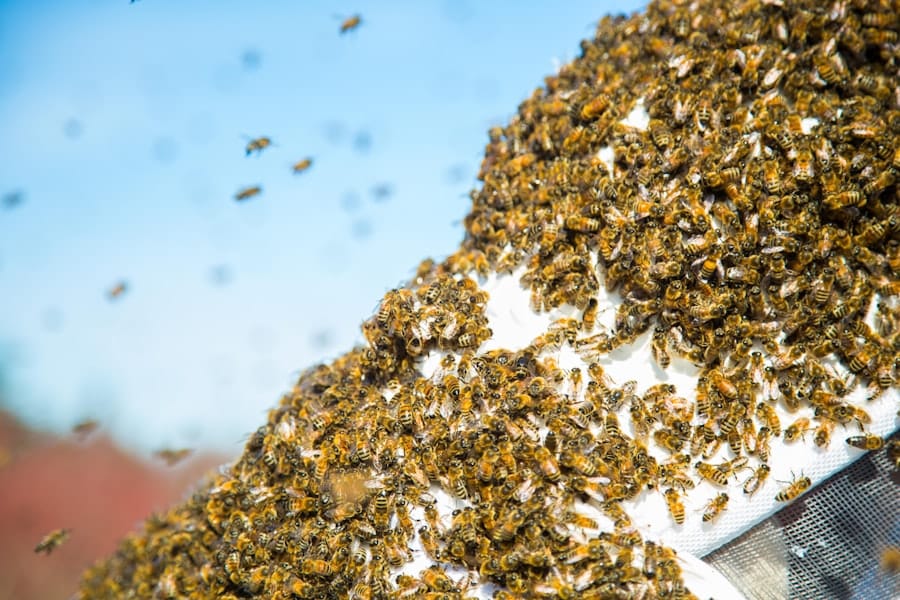 Are Termites Attracted to Light? 1 abcdhe 210