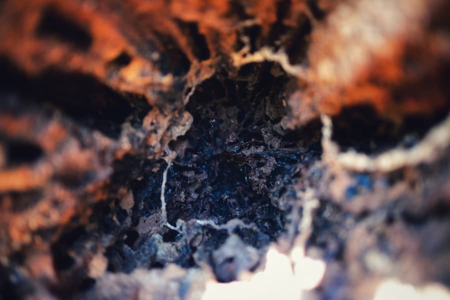 Termites and Real Estate: What Homebuyers and Sellers Should Know 1 abcdhe 239