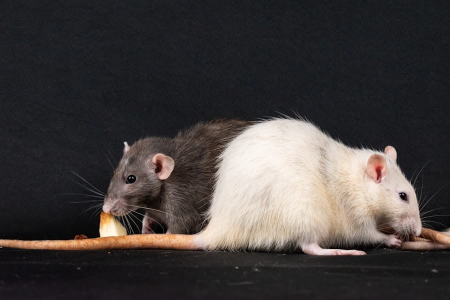 What Are Common Signs of a Pest Infestation in a Home? 1 abcdhe 65