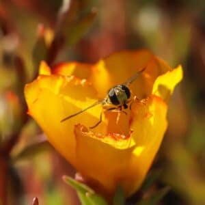 Photo Edible Insects