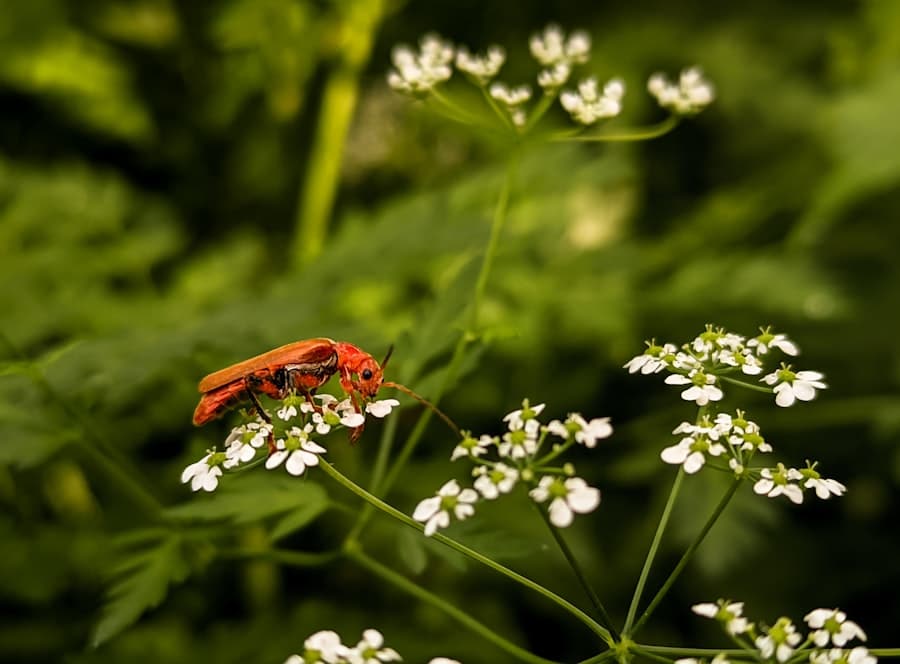 The Bug Buffet Reimagined: Turning Invasive Insects into Culinary Delights 2 image 103