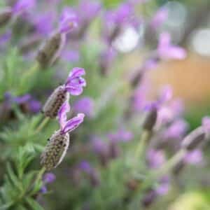 Photo Lavender garden
