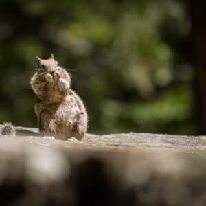 Photo Rodent droppings