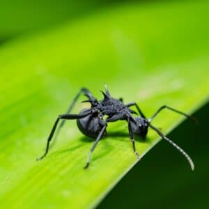 Photo Pest Identification