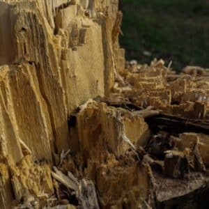 Photo Termite damage