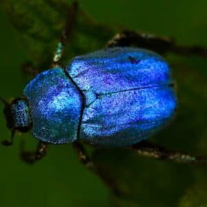 Photo Bug identification