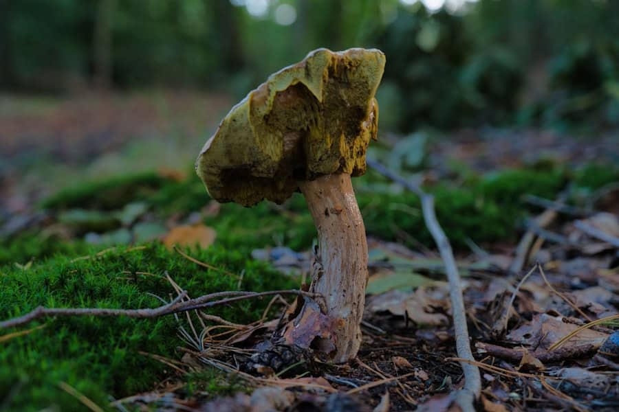 How Do Pests, Such As Rodents or Termites, Impact the Structural Integrity of a Building? 2 image 181