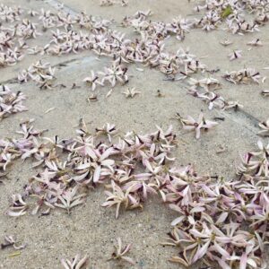 Photo Termite inspection