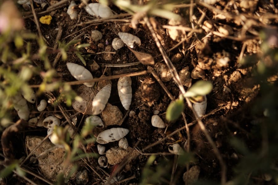 What Legal Obligations Do Landlords and Property Managers Have Regarding Termite Control in Rental Properties? 2 image 23