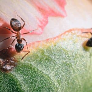 Photo Leafcutter ants