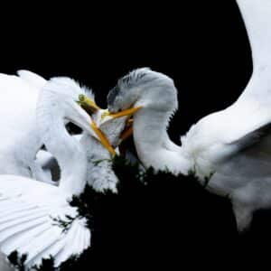 Photo Adaptive behavior