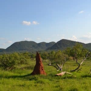 Photo Termite mound