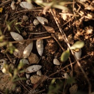 Photo Termite infestation