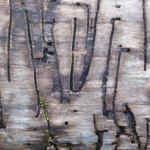 Photo Termite damage