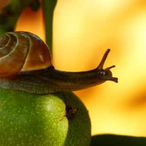 Photo Pest Control Technician