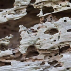 Photo Termite damage