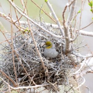 Photo Termite nest
