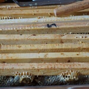 Photo Termite damage