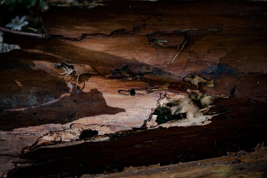 The Cost of Termite Damage: Prevention Vs. Repair 2 image 463
