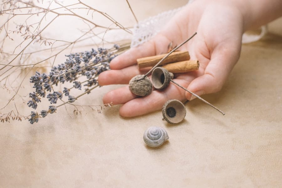 Does Cinnamon Keep Bugs Away? 2 image 47