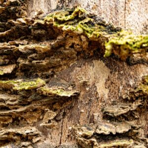 Photo Termite damage