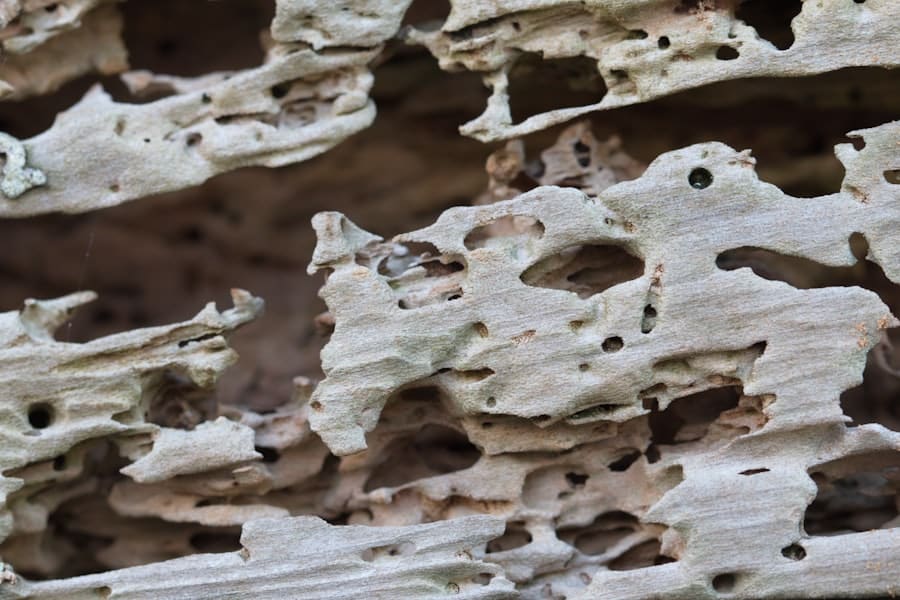 Termites and Real Estate: What Homebuyers and Sellers Should Know 2 image 479