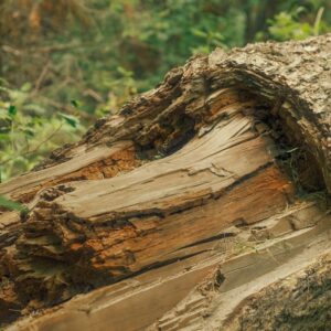 Photo Termite damage