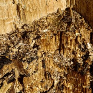 Photo Termite damage