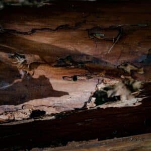 Photo Termite damage