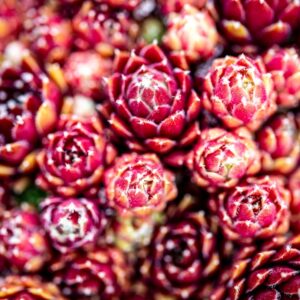 Photo Termite species