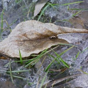 Photo Spring weather