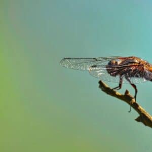 Photo Termite predators