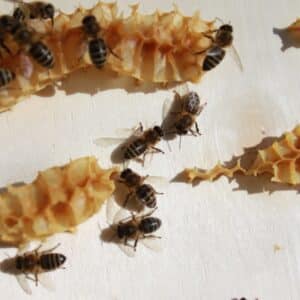 Photo Termite-resistant sealant