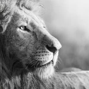 Photo Termite predators