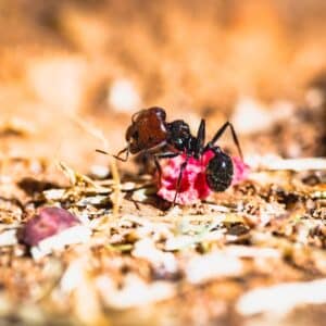 Photo Ant bait