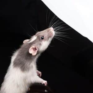 Photo Rat trap