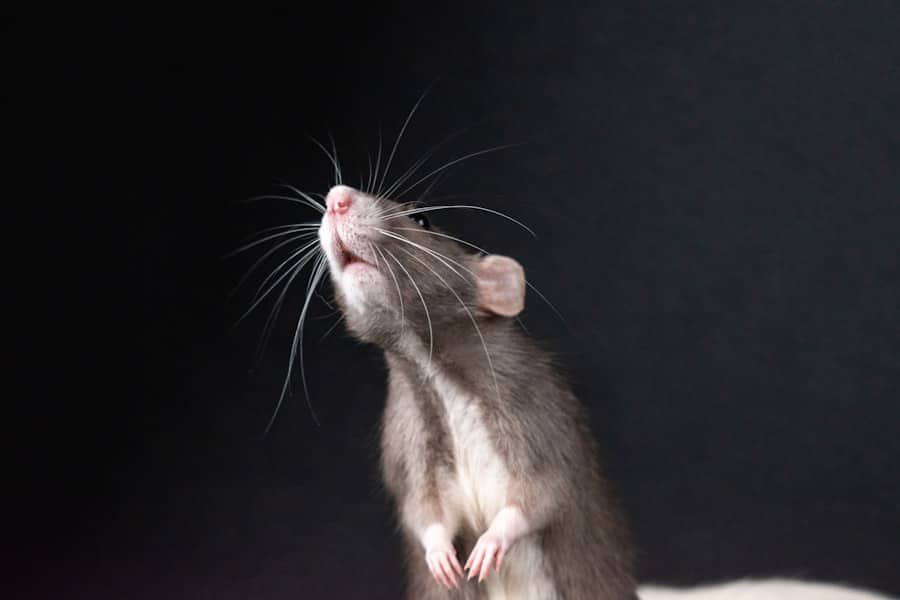 What Are the 4 Pests Eliminated? 2 image 696