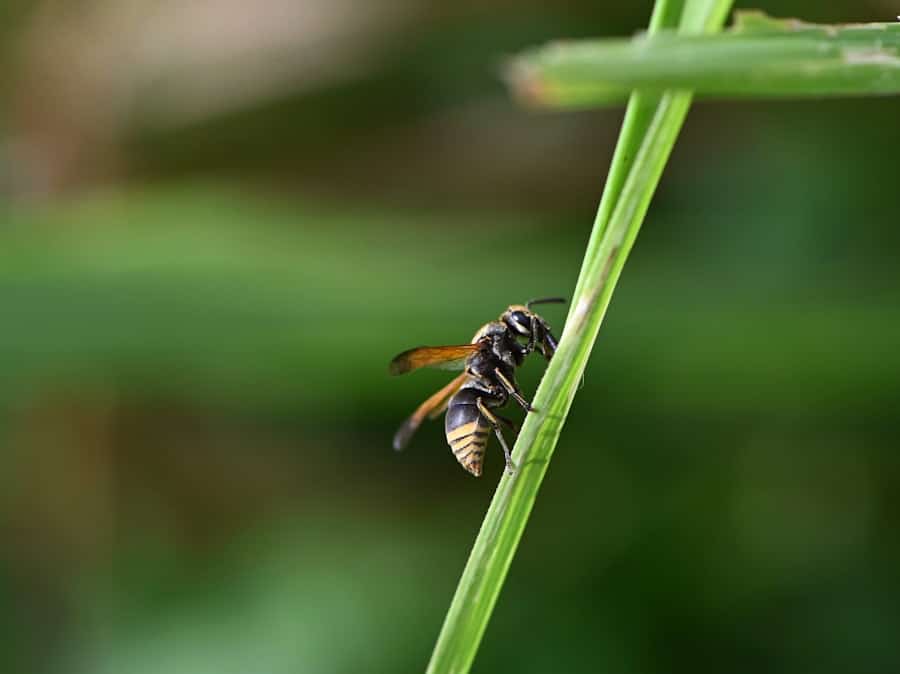 What is an Example of a Pest? 2 image 697