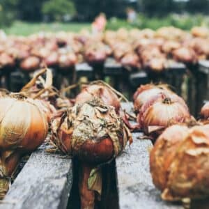 Photo Drying process