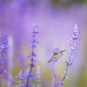 Photo Lavender spray