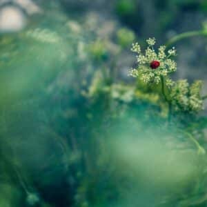 Photo Ladybug