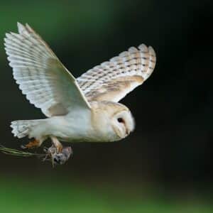 Photo Barn owl