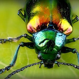 Photo Insect infestation