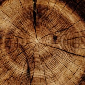 Photo Cedar wood