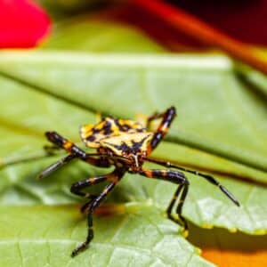 Photo Forensic entomology