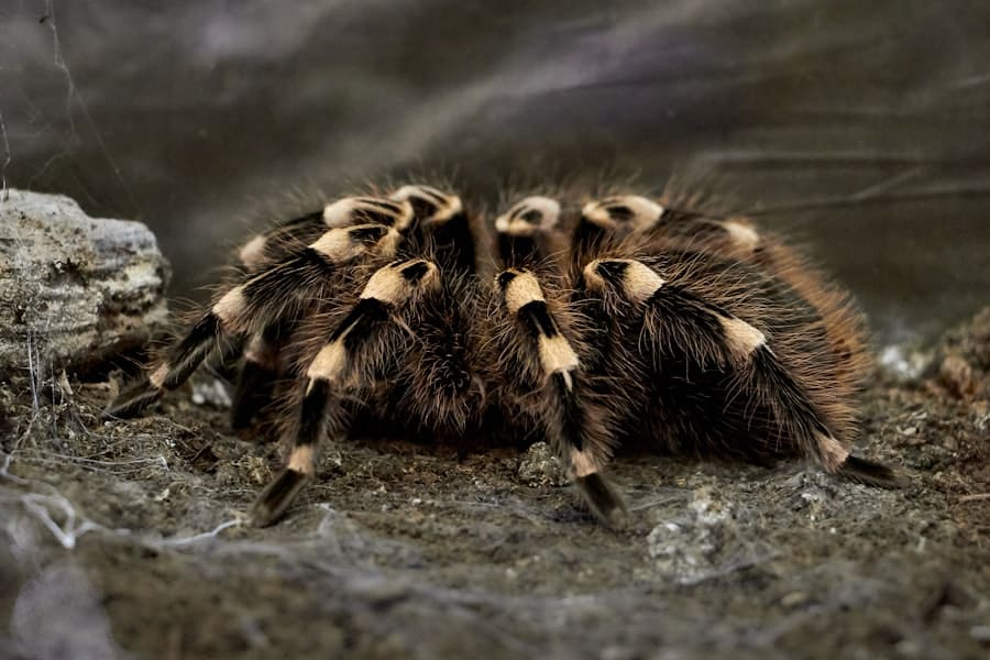 Haunted by Houseguests: Battling Ghosts of Pest Infestations Past 2 image 92